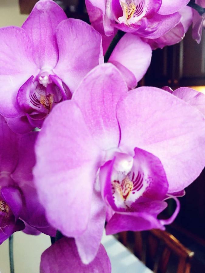 Orchidea By Dimorra * Napels
